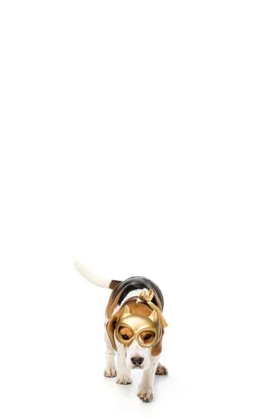 Adorable Beagle Dog Golden Mask Isolated White — Free Stock Photo