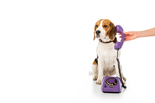 Gedeeltelijke Weergave Van Vrouw Telefoon Buis Geven Schattig Beagle Geïsoleerd — Stockfoto