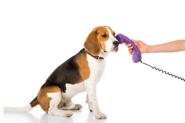 partial view of woman giving telephone tube to adorable beagle isolated on white