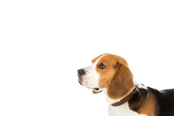Aranyos Beagle Kutya Elszigetelt Fehér Gallér Oldalnézetből — Stock Fotó