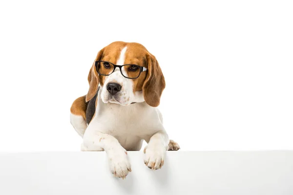 Adorável Cão Beagle Vestindo Óculos Isolados Branco — Fotografia de Stock