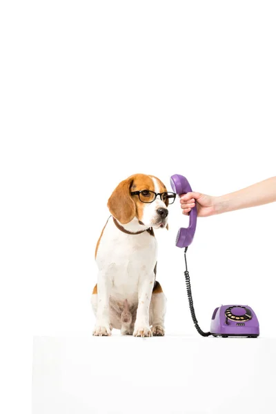 女性在白色眼镜上给可爱的小猎犬提供电话管的部分观点 — 免费的图库照片