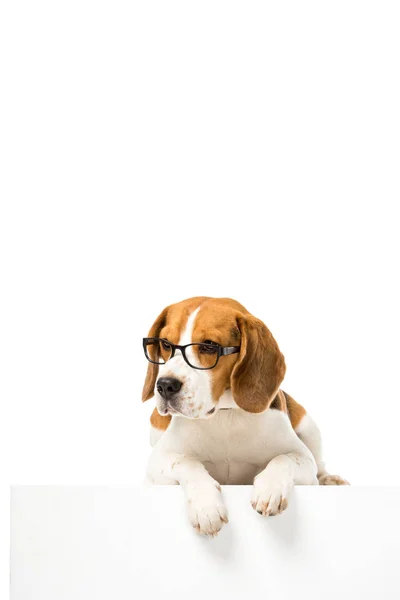 Adorable Perro Beagle Con Gafas Aisladas Blanco — Foto de Stock