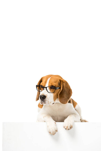 adorable beagle dog wearing eyeglasses isolated on white