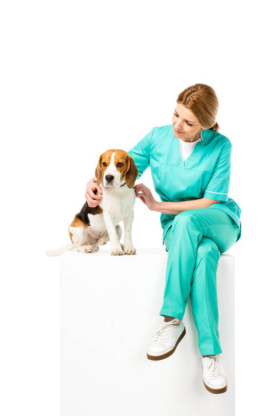 veterinarian in uniform sitting on white cube together with beagle dog isolated on white