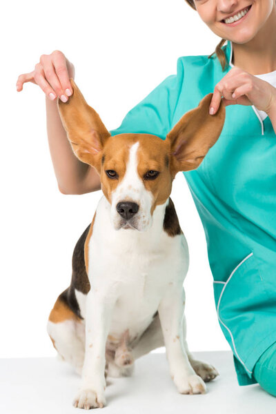 обрезанный снимок ветеринара с собаками-ищейками большие уши, изолированные на белом
