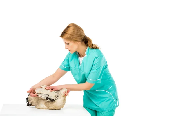 Retrato Del Veterinario Examinando Pollo Aislado Blanco — Foto de Stock