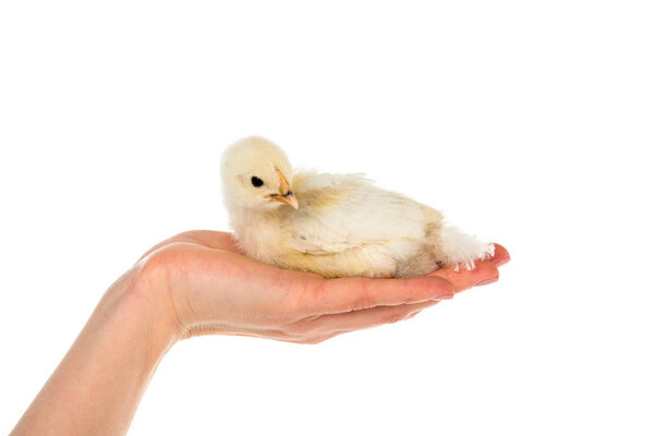 cropped shot of woman holding cute chick in hand isolated on white