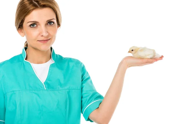 Portrait Veterinarian Cute Little Chick Palm Isolated White — Stock Photo, Image