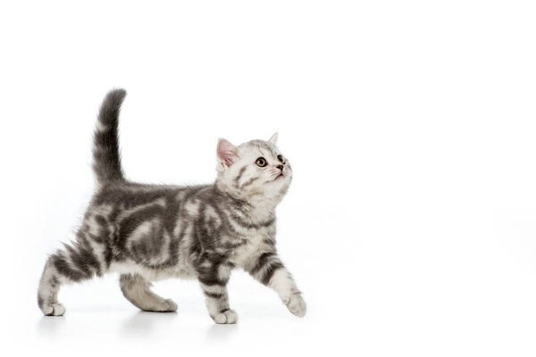 Kitten Royalty Free Stock Photos