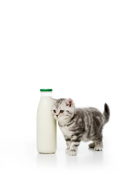 Adorável Gatinho Perto Garrafa Leite Isolado Branco Imagem De Stock
