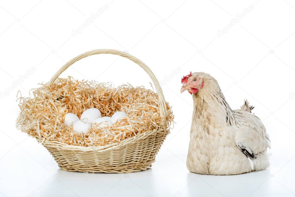 hen with wicker basket and eggs isolated on white