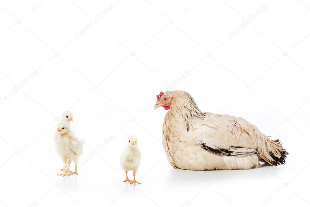 hen looking at cute little chickens isolated on white