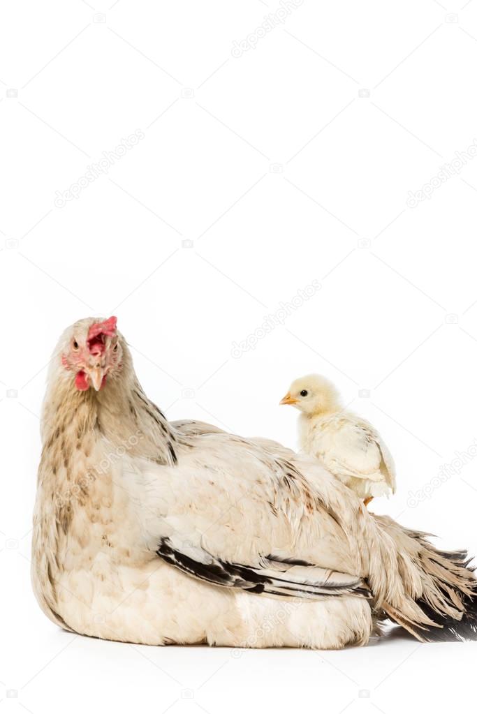 cute little chicken standing on hen isolated on white 