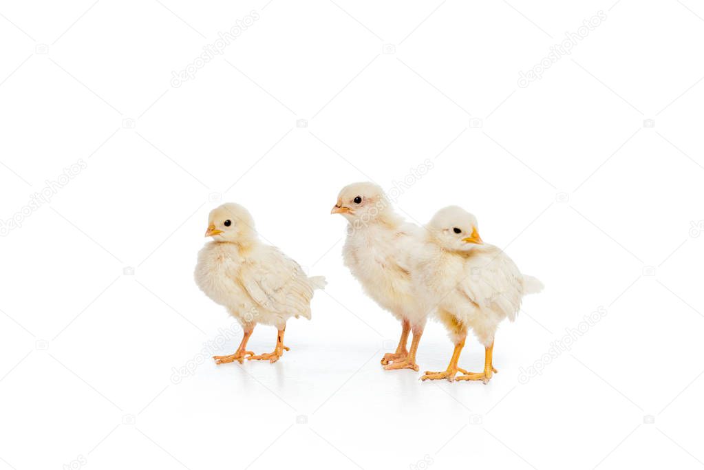 close-up view of three adorable little chickens isolated on white