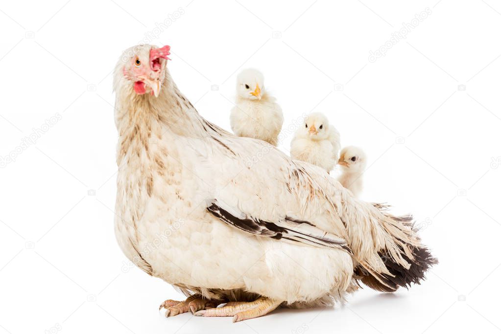 cute little chickens sitting on hen isolated on white 