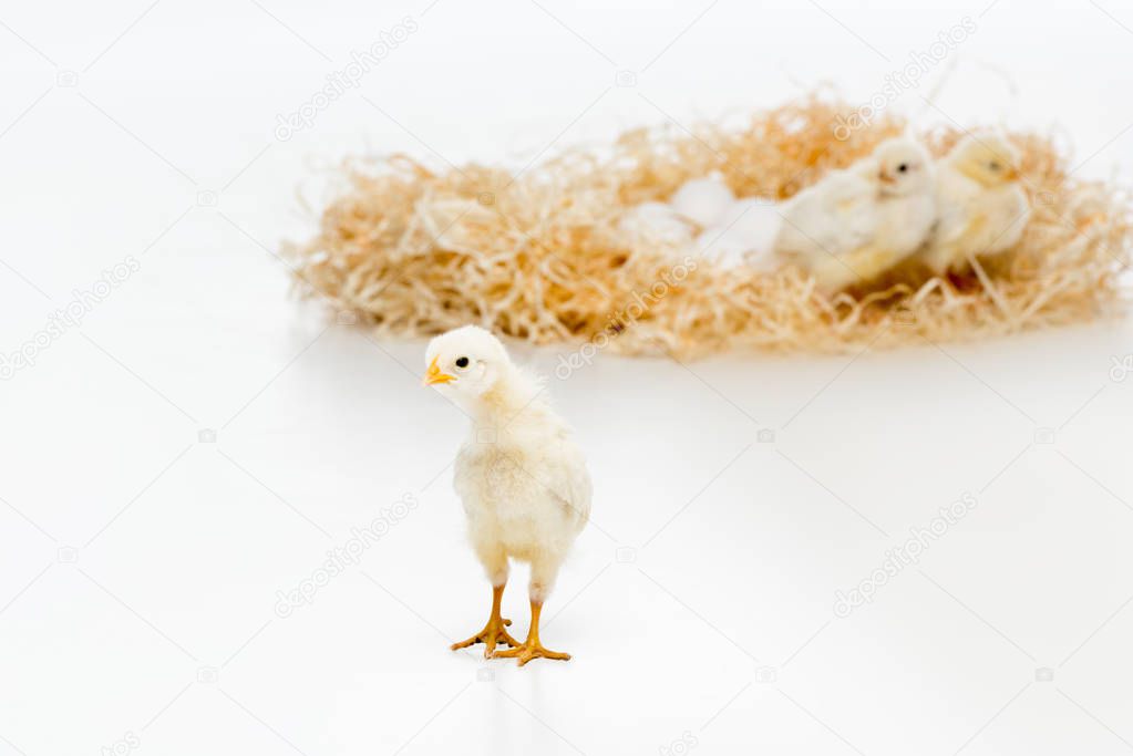 close-up view of cute little chick looking at camera and chickens on nest with eggs behind