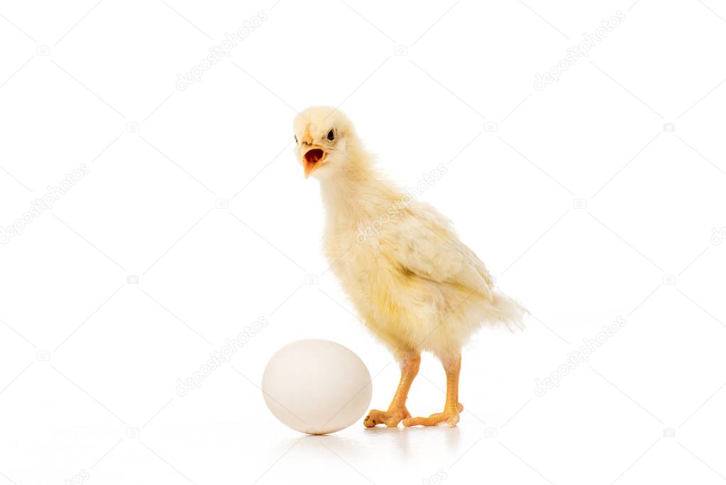 close-up view of adorable little chick with egg isolated on white