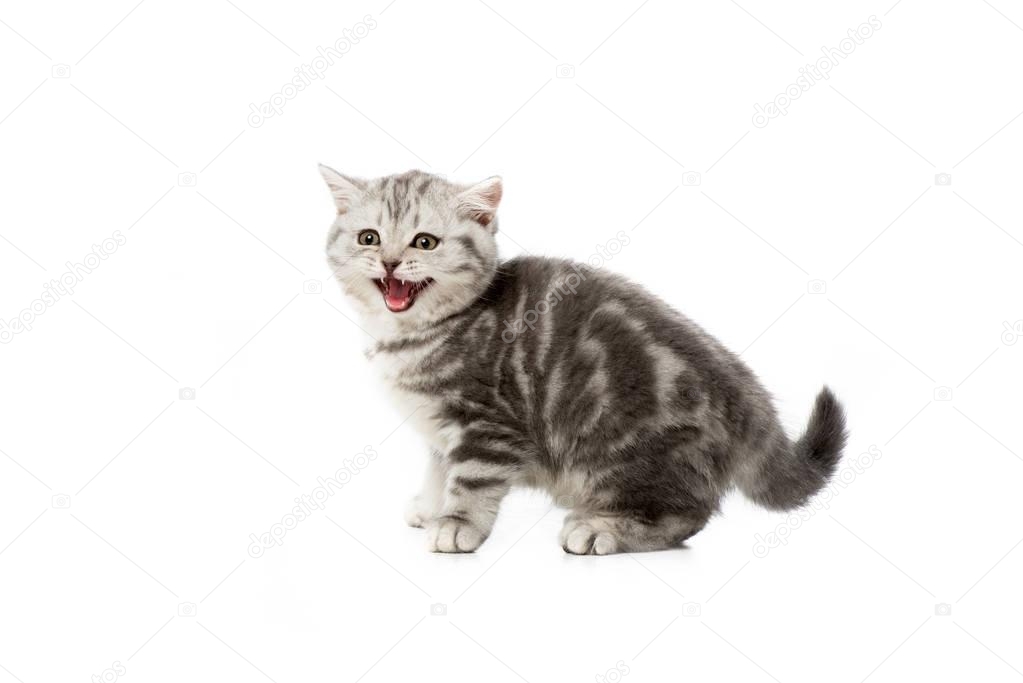 adorable grey fluffy kitten meowing isolated on white