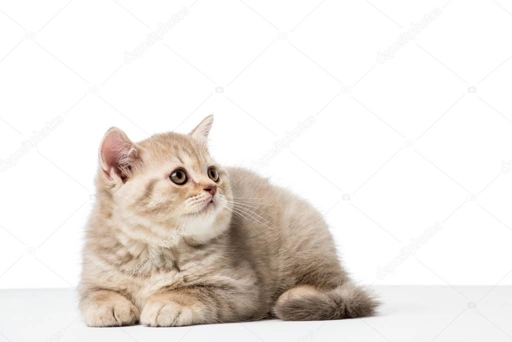 adorable british shorthair kitten looking up isolated on white