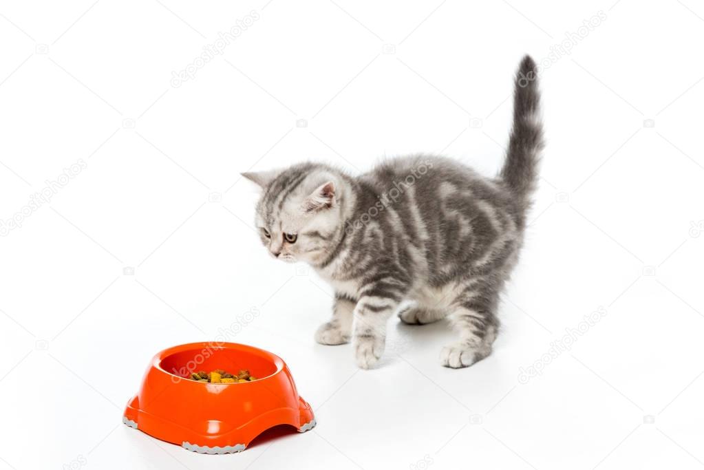 cute little kitten looking at plastic bowl with cat food isolated on white