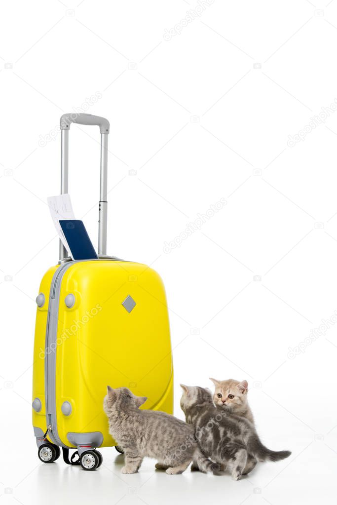 three adorable kittens near yellow suitcase with passport and ticket isolated on white
