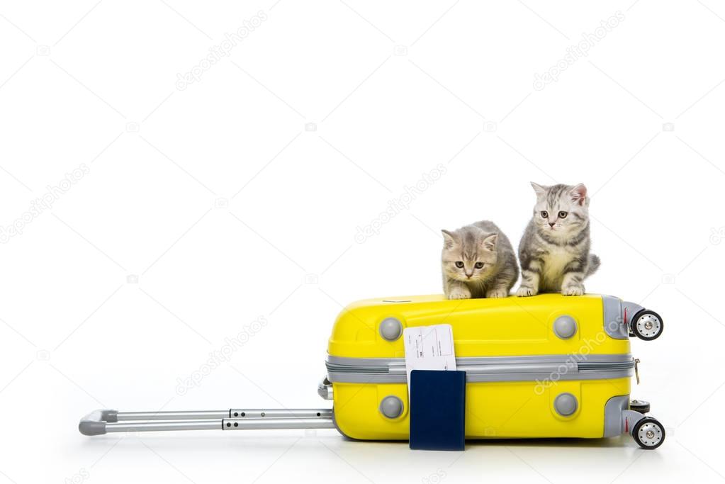 adorable kittens sitting on suitcase and passport with ticket isolated on white