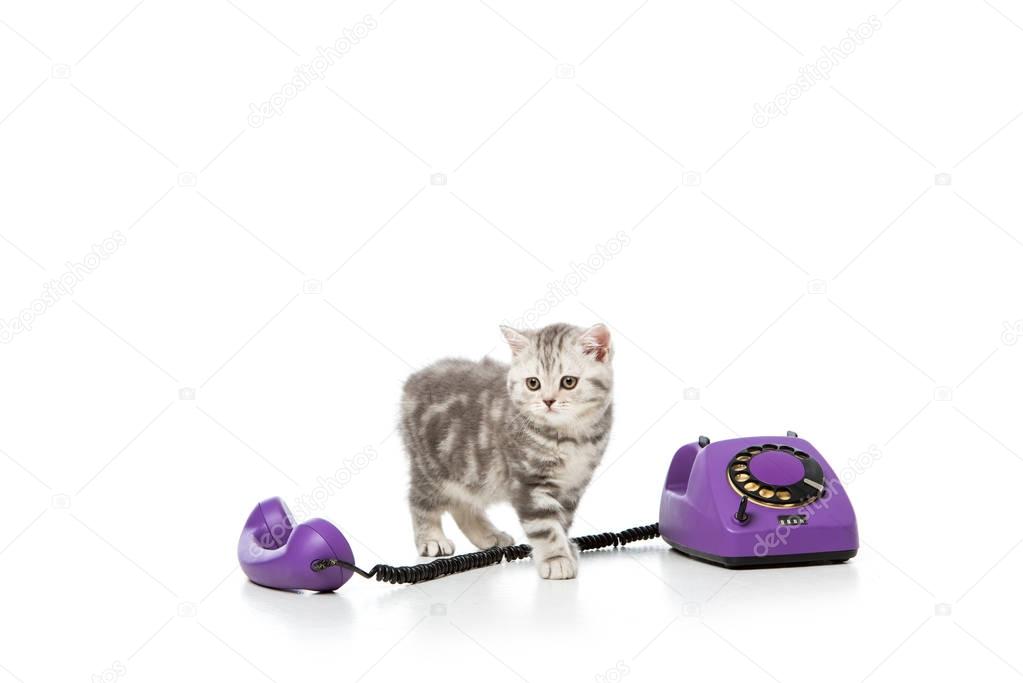 adorable little kitten with purple rotary telephone isolated on white  
