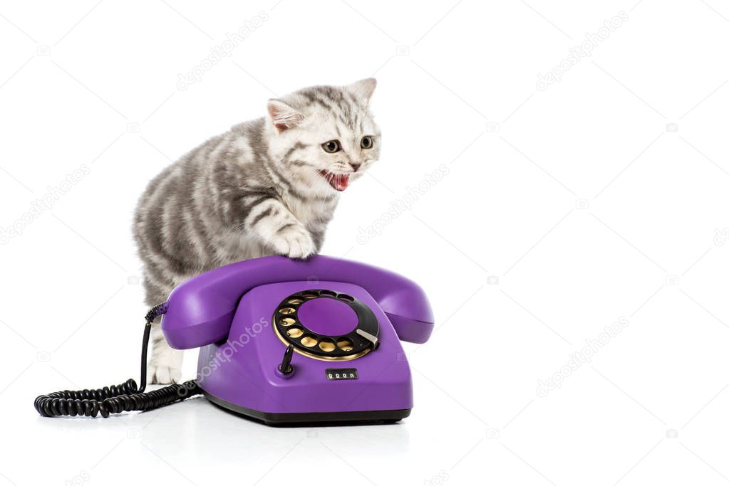 adorable kitten on purple rotary telephone isolated on white 