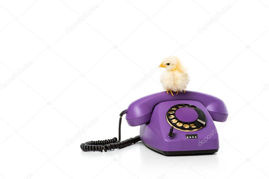 adorable little chicken sitting on rotary phone isolated on white 