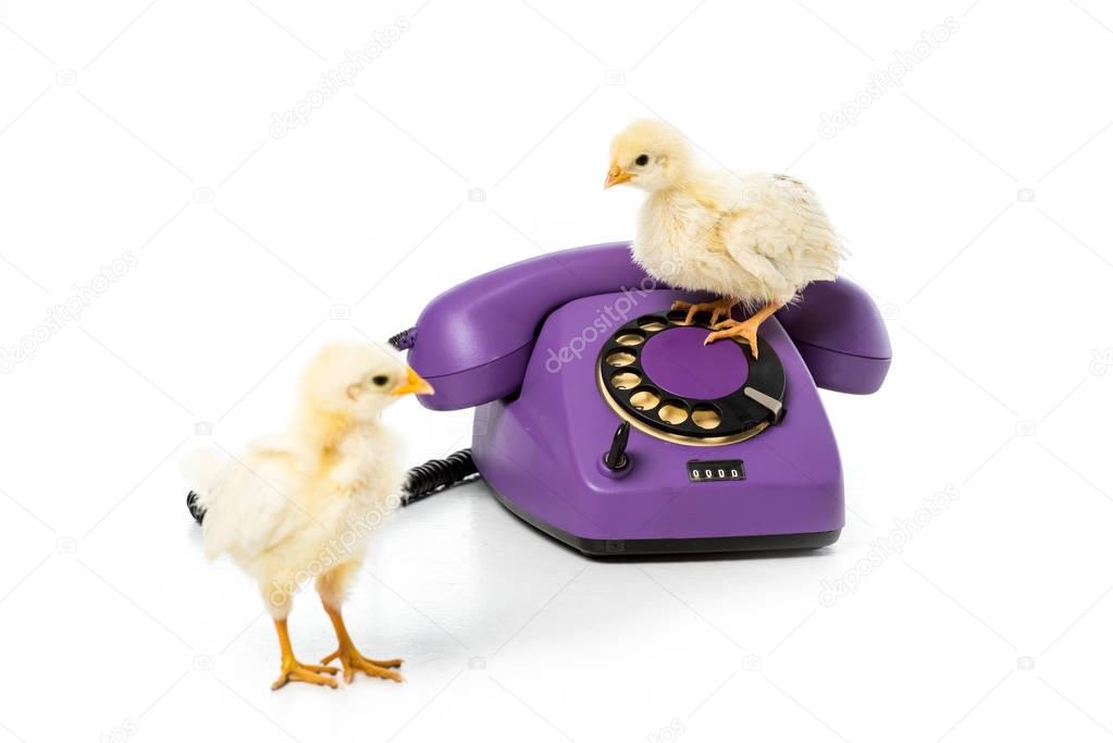 adorable little chickens with rotary telephone isolated on white
