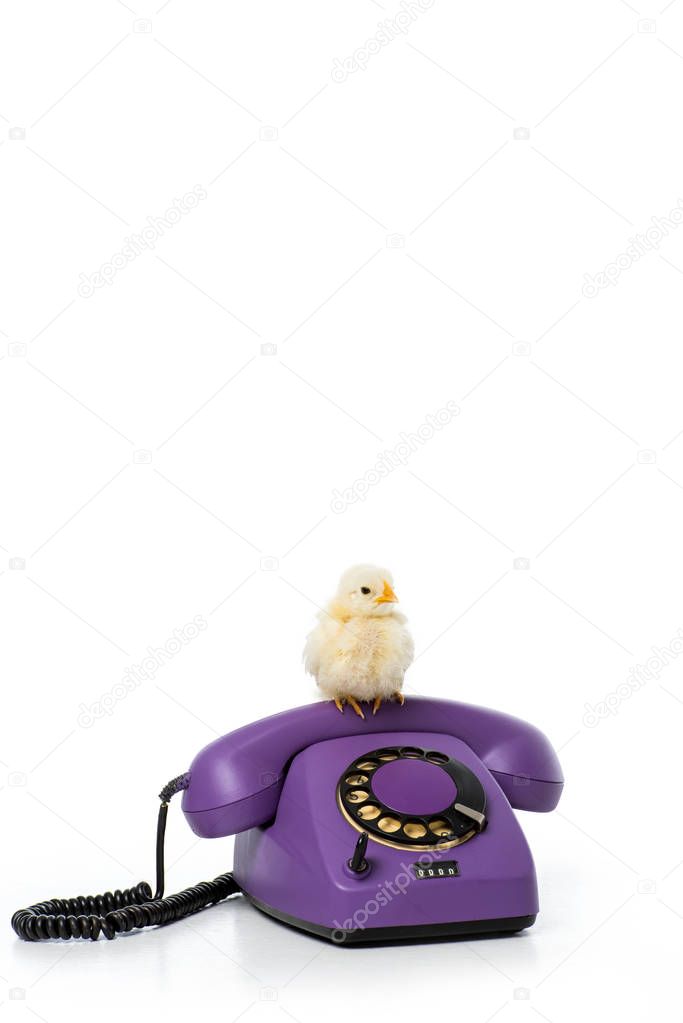 cute little chicken sitting on rotary phone isolated on white 