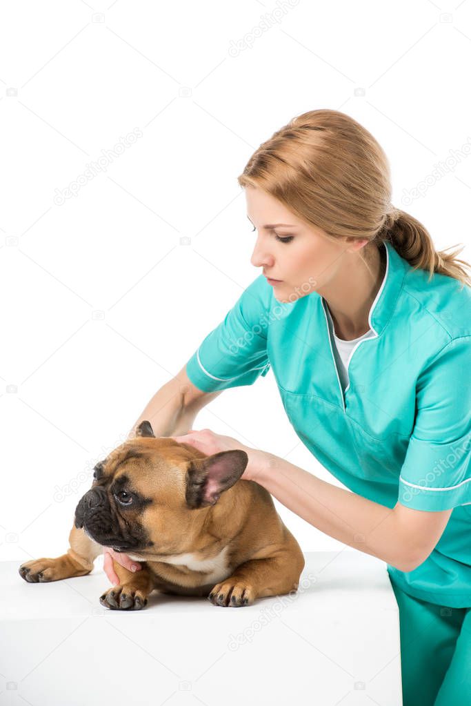 focused veterinarian examining french bulldog isolated on white
