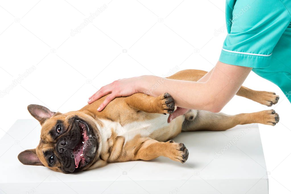 partial view of veterinarian examining french bulldog isolated on white