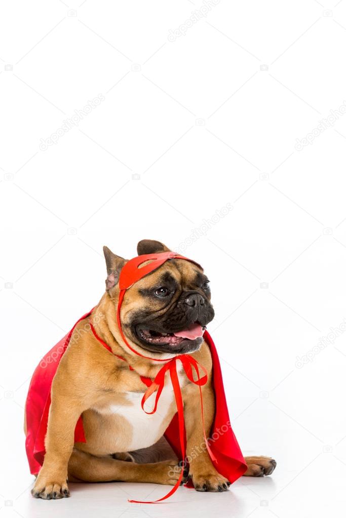 cute french bulldog in red superhero cape and mask isolated on white