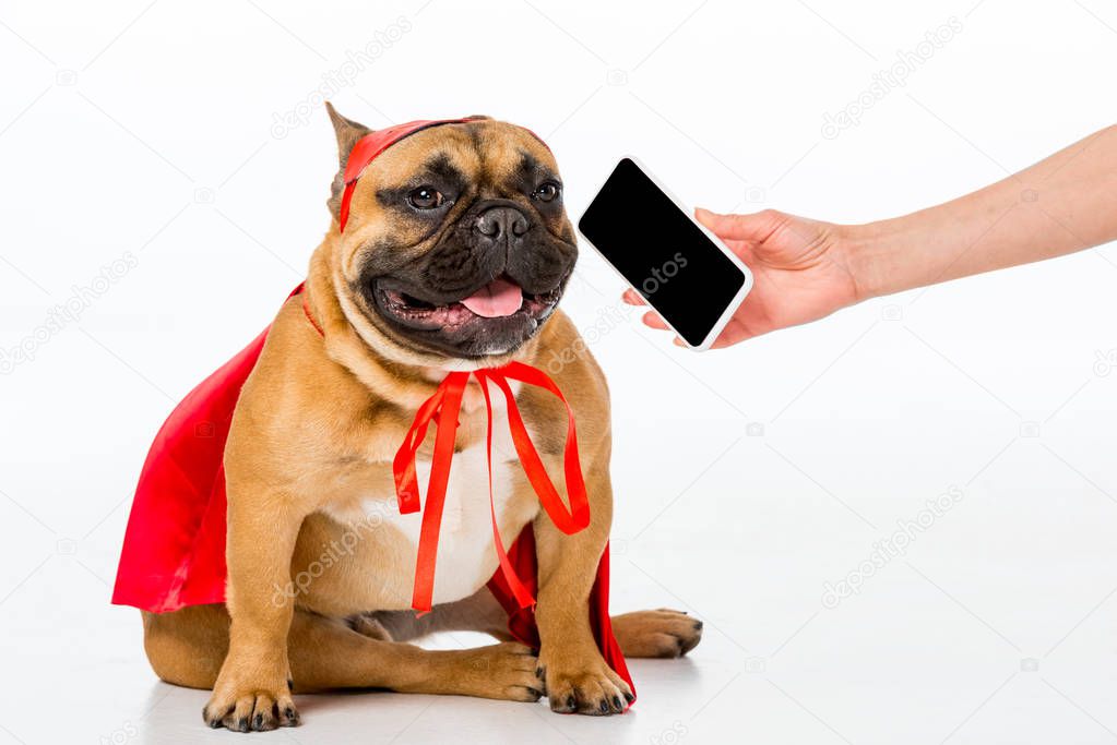 partial view of woman giving smartphone to cute french bulldog in superhero costume isolated on white