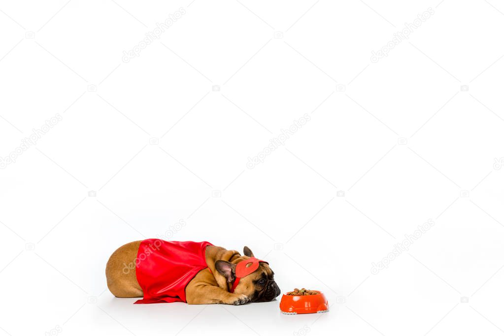 adorable french bulldog in superhero costume lying near bowl full of dog food isolated on white