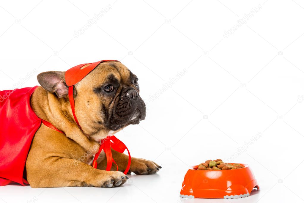adorable french bulldog in superhero costume with bowl full of dog food isolated on white