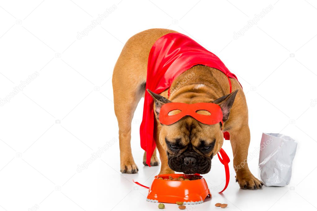 adorable french bulldog in superhero costume eating dog food isolated on white