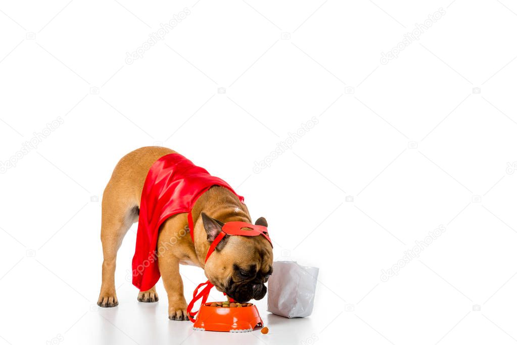adorable french bulldog in superhero costume eating dog food isolated on white