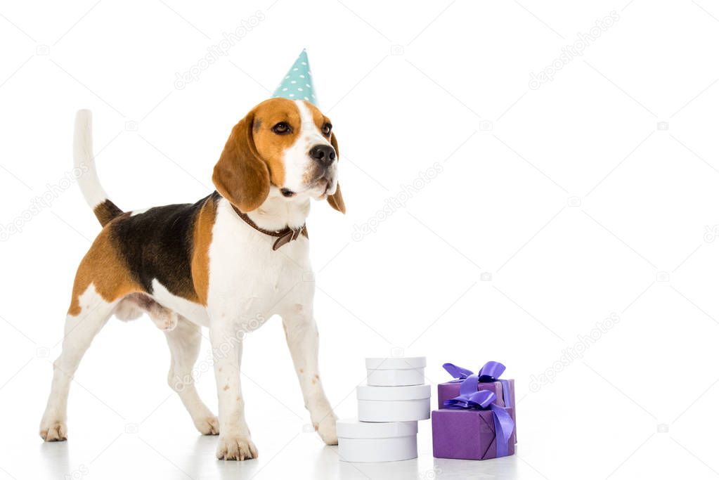 cute beagle dog in party cone standing near wrapped gifts isolated on white