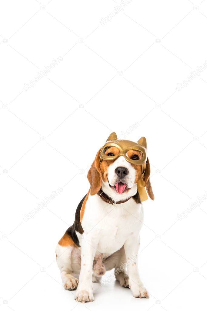 adorable beagle dog in golden mask sticking tongue out isolated on white