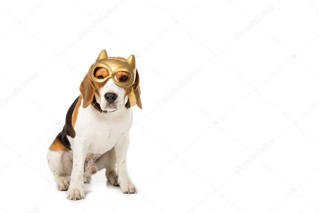 adorable beagle dog in golden mask isolated on white