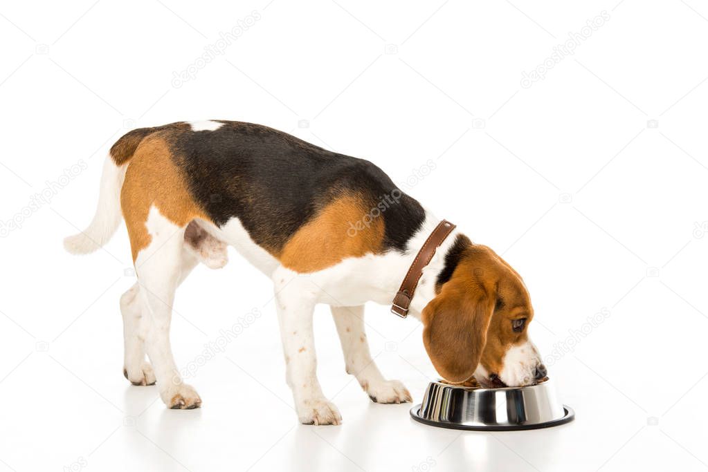 side view of beagle eating dog food isolated on white