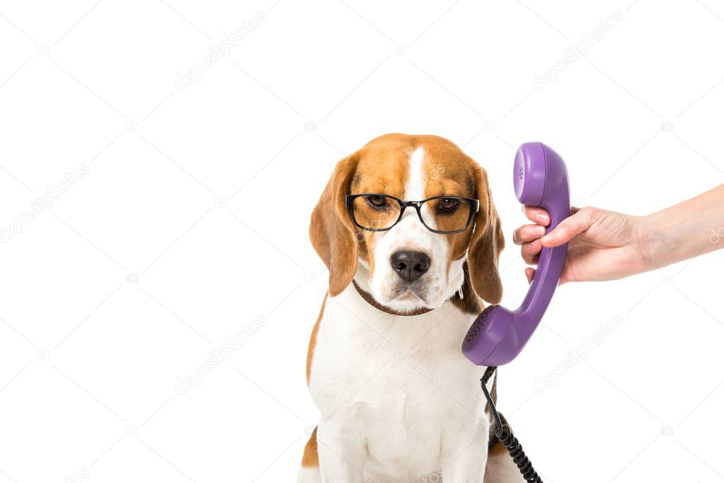 partial view of woman giving telephone tube to adorable beagle in eyeglasses isolated on white