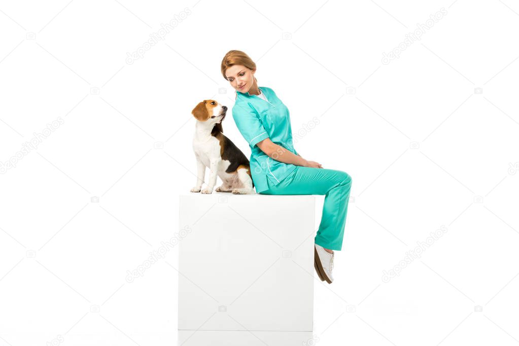 veterinarian in uniform sitting on white cube together with beagle dog isolated on white