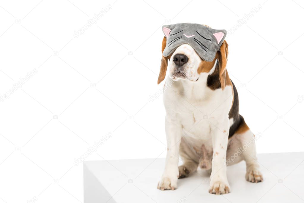 cute beagle dog wearing sleeping mask isolated on white