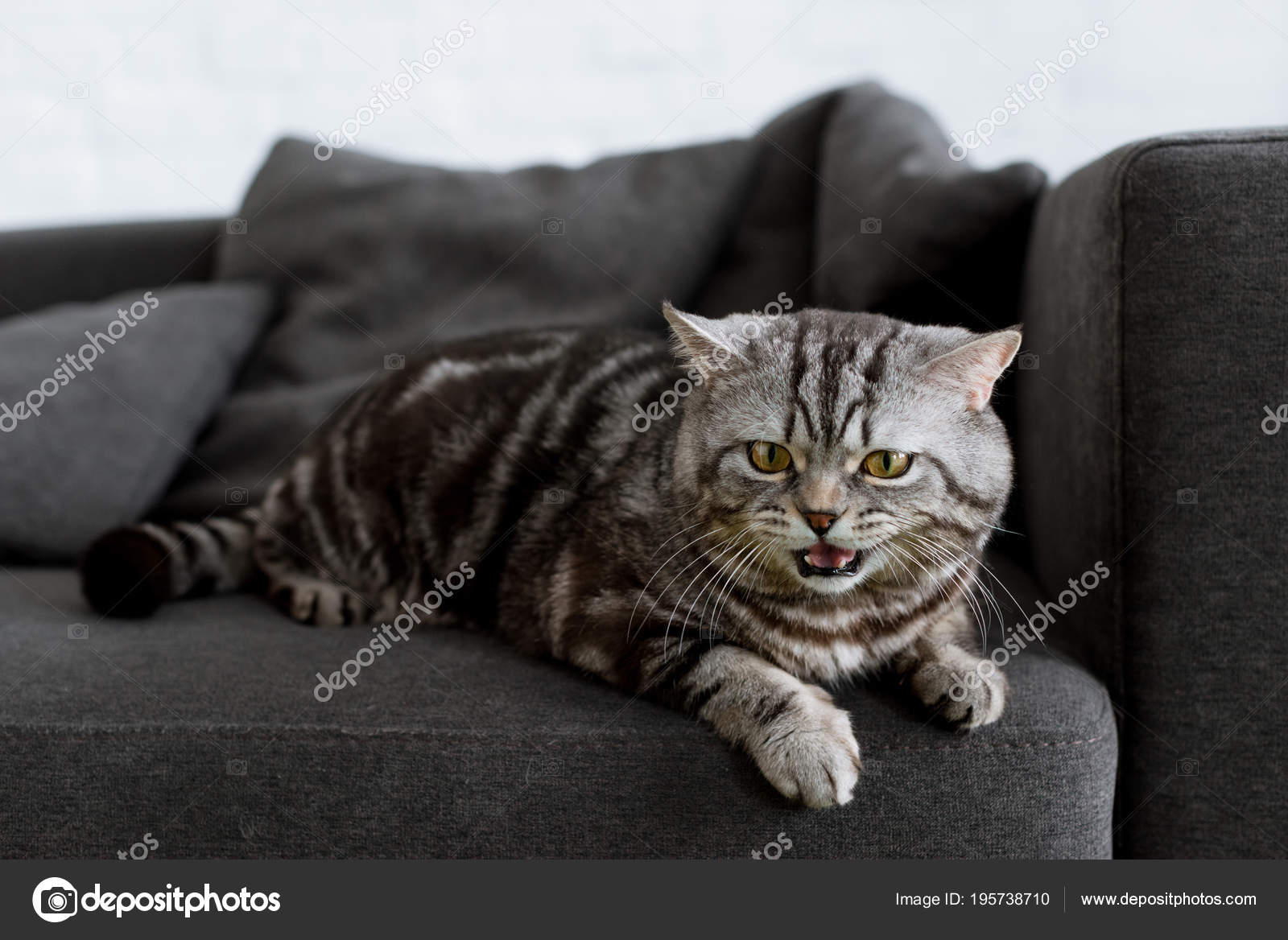 Chat Tigre Images Libres De Droit Photos De Chat Tigre Depositphotos