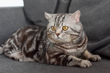 çok güzel İskoç düz kedi rahat gri koltukta oturan