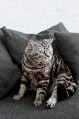 çok güzel İskoç düz kedi rahat gri kanepede oturan